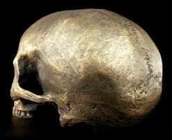 Totenkopf Ohne Unterkiefer - Antik Goldfarben -Statuen Modell Verkauf Totenkopf Ohne Unterkiefer Antik 4 1280x1280