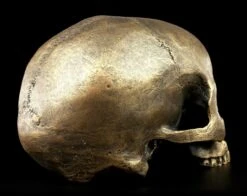 Totenkopf Ohne Unterkiefer - Antik Goldfarben -Statuen Modell Verkauf Totenkopf Ohne Unterkiefer Antik 6 1280x1280