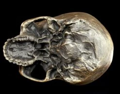 Totenkopf Ohne Unterkiefer - Antik Goldfarben -Statuen Modell Verkauf Totenkopf Ohne Unterkiefer Antik 8 1280x1280