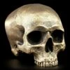 Totenkopf Ohne Unterkiefer - Antik Goldfarben -Statuen Modell Verkauf Totenkopf Ohne Unterkiefer Antik 1280x1280
