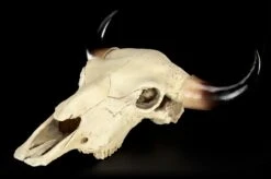 Totenkopf - Rinder Schädel Western 15 Totenkopf - Rinder Schädel Western -Statuen Modell Verkauf Totenkopf Rinder Schaedel 2 1280x1280