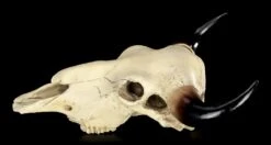 Totenkopf - Rinder Schädel Western 16 Totenkopf - Rinder Schädel Western -Statuen Modell Verkauf Totenkopf Rinder Schaedel 3 1280x1280