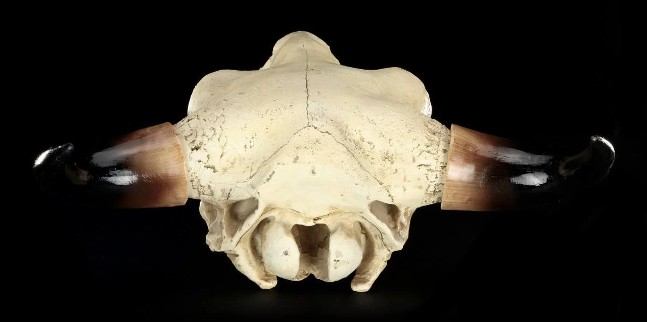 Totenkopf - Rinder Schädel Western 8 Totenkopf - Rinder Schädel Western – Bild 6