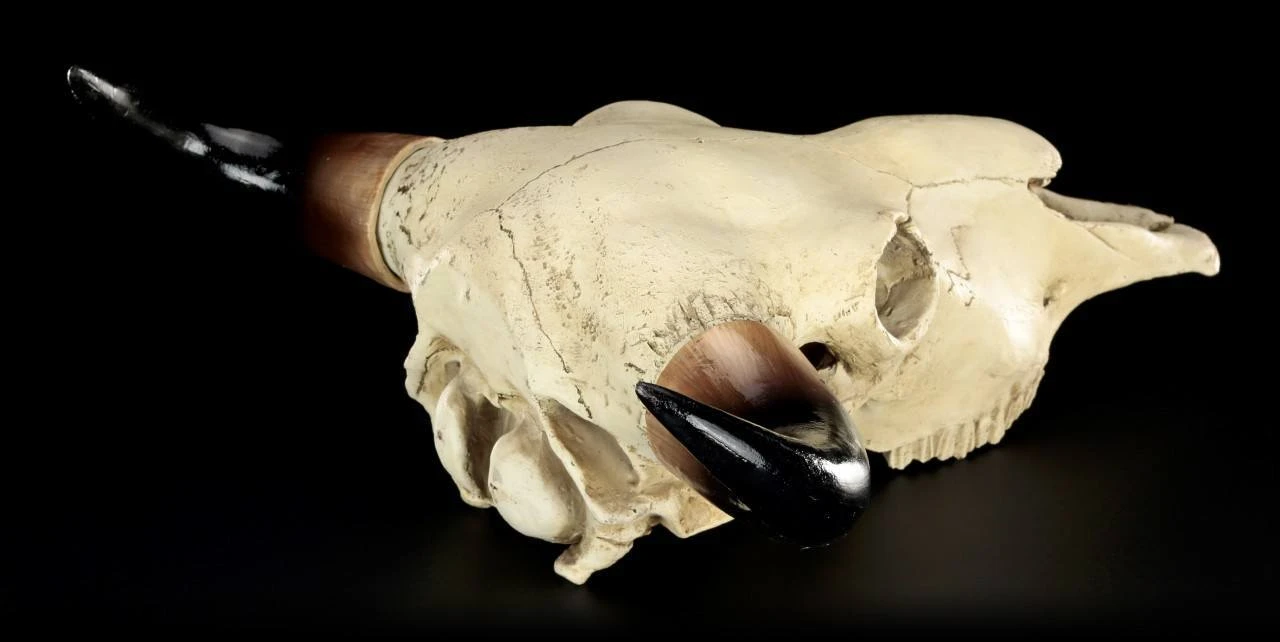 Totenkopf - Rinder Schädel Western 9 Totenkopf - Rinder Schädel Western – Bild 7