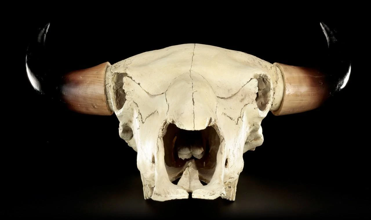 Totenkopf - Rinder Schädel Western 12 Totenkopf - Rinder Schädel Western – Bild 10