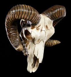 Wandrelief - Widder Totenkopf -Statuen Modell Verkauf Wandrelief Widder Totenkopf 1 1280x1280