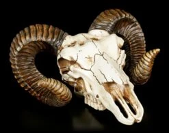Wandrelief - Widder Totenkopf -Statuen Modell Verkauf Wandrelief Widder Totenkopf 2 1280x1280