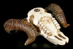 Wandrelief - Widder Totenkopf -Statuen Modell Verkauf Wandrelief Widder Totenkopf 3 1280x1280